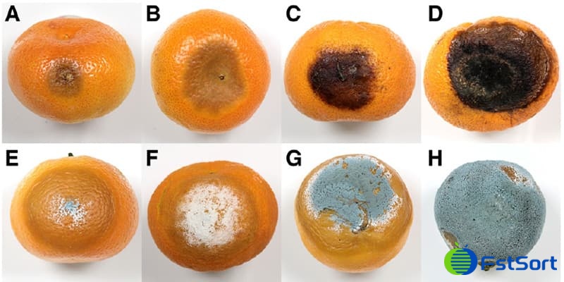 images/1713427062144Rotten fruit.jpg